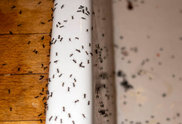 Professional Pest Control in Amite City, LA