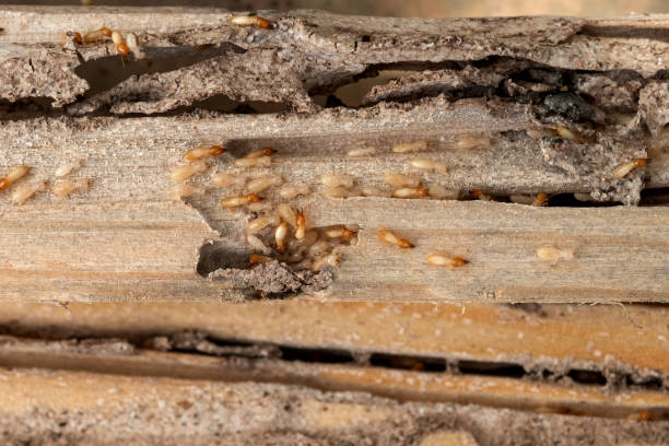 Best Flea Control Services  in Amite City, LA