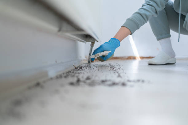 Best Spider Control Near Me  in Amite City, LA