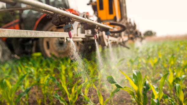 Best Pest Removal Services  in Amite City, LA